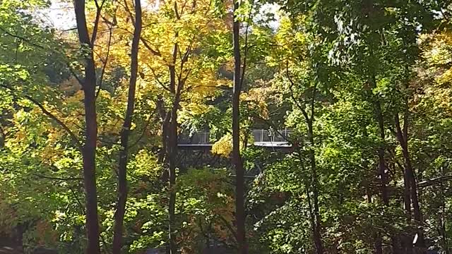 Autumn park, beautiful park, yellow leaves.