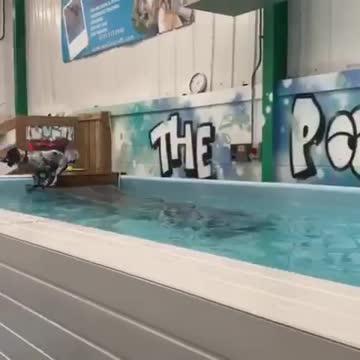 Dog takes a swimming lesson