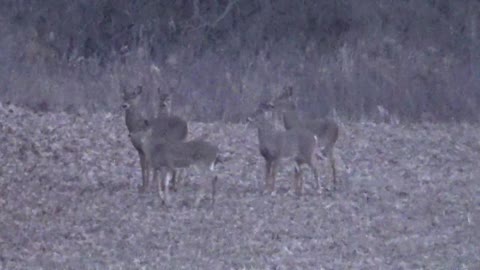 Tonight's Deer I Saw While Bowhunting! 1/14/23