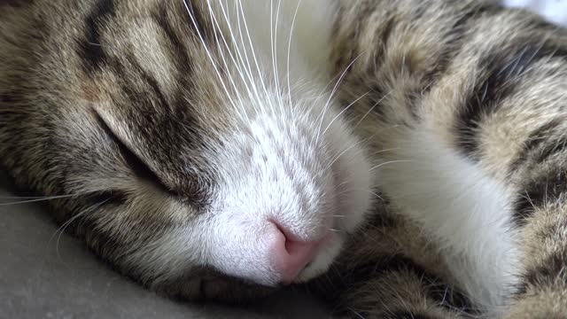 I Discovered That Hoomans Can't Purr