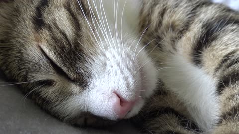 I Discovered That Hoomans Can't Purr