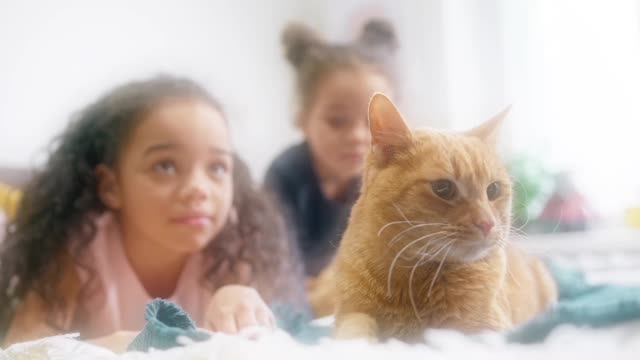 cat playing with kids