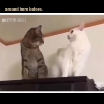 Funny Awkward Cats#shorts #funny #cat #viral#cats