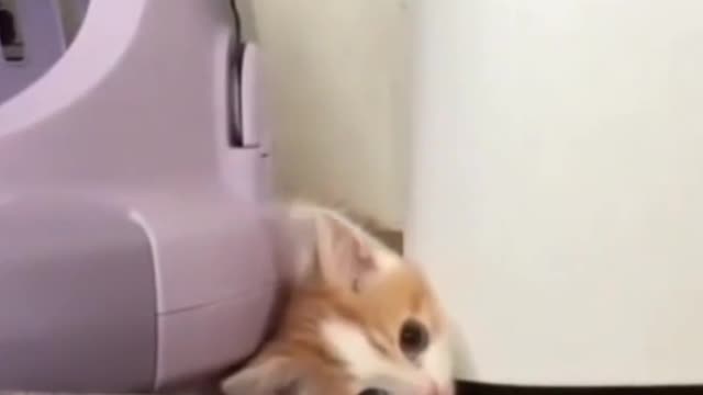 Cat Enjoys Being Stuck