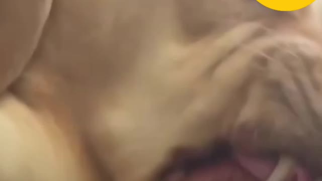 This dog was killing someone else in a dream🐶