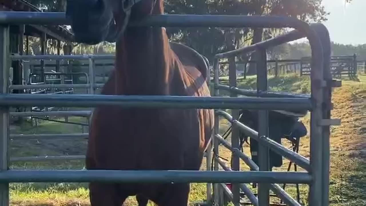 Horse video 9