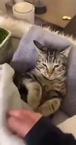 It's unbelievable 🤣😺