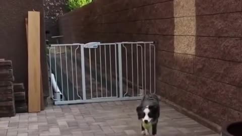 Cute and Funny Baby Dog Compilation #004