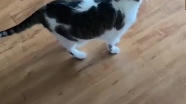 Nice cat video