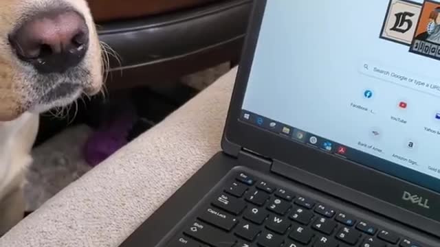 Dog Hates it when disturb during sleeping