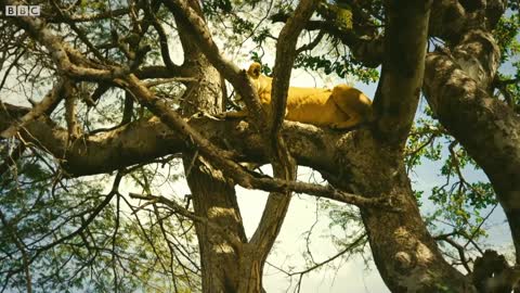 Kali The Lioness Finds Her Dead Cub | Serengeti II | BBC Earth