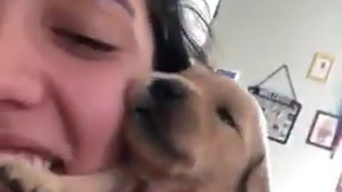 Newborn Golden Retriever Puppy Imitates Owner's Howl