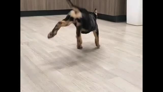 Funny dance pet
