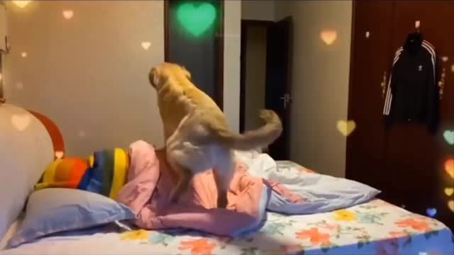 Sweet Dog Funny Moments