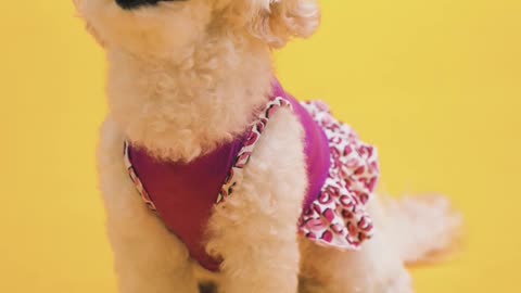 A Cute Puppy Looking Up