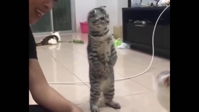 Cute and Funny Cat