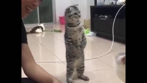Cute and Funny Cat