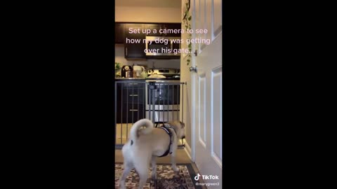 Funny Animals on tiktok