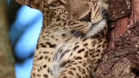 The leopard is resting in the tree