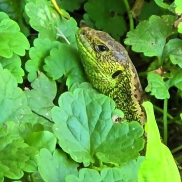 Lizard hidden in the grass / Lizard tongues with the black tongue.