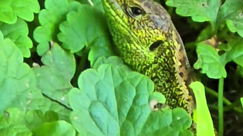 Lizard hidden in the grass / Lizard tongues with the black tongue.