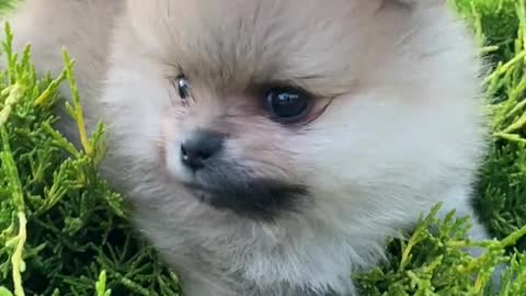 Puppy in the Outdoors