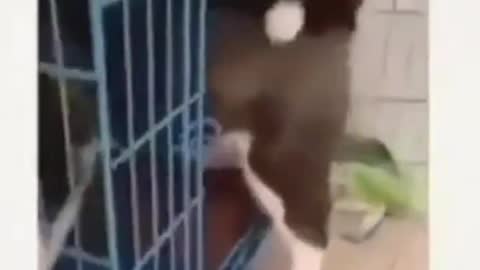 animals funny moments