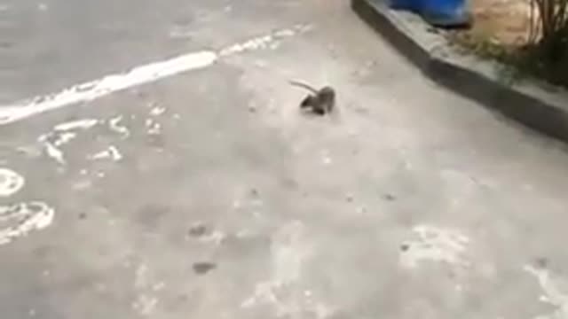 Cute mouse chase cat