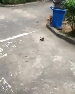 Cute mouse chase cat