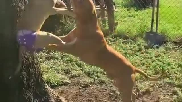 Pit Bull pups use teamwork to tug on the spring pole!