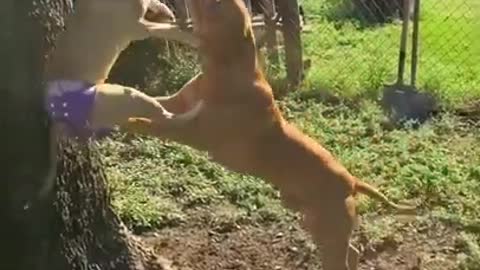 Pit Bull pups use teamwork to tug on the spring pole!