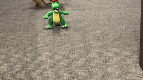 Chewy the Chiweenie Battles Office Gator