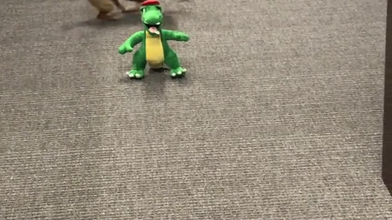 Chewy the Chiweenie Battles Office Gator