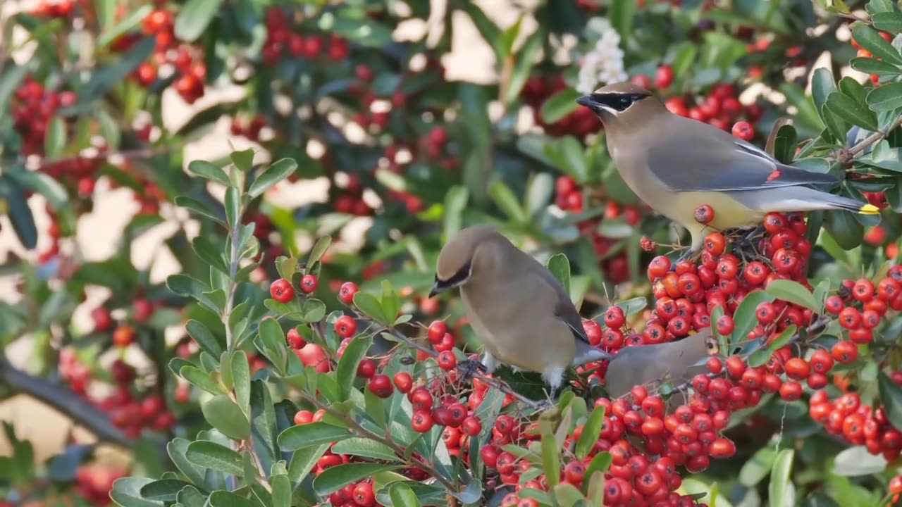 The Magic of Animated Photography: The Beauty of Reviving Moments.