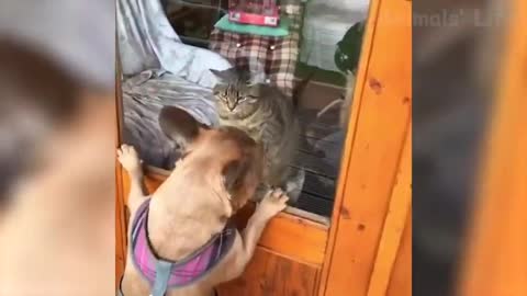 Funny cats and dogs