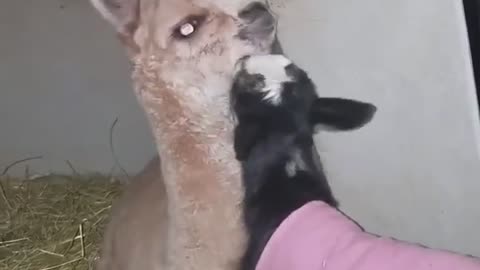 So Many Goat Kisses