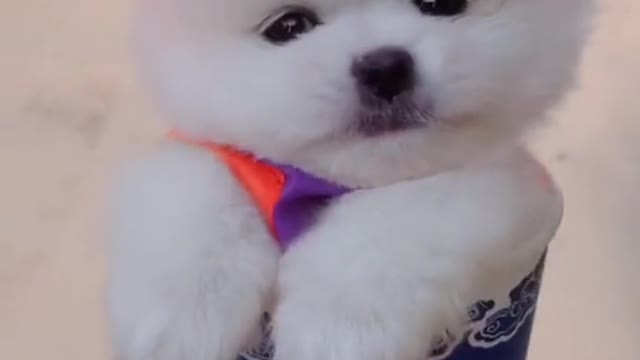 Adorable Mini Puppy Thinks He Has Wings To Fly