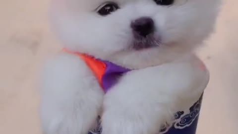 Adorable Mini Puppy Thinks He Has Wings To Fly