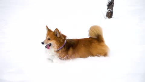 The dog is running in the snow