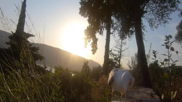 FEEDING SEAGULL ~ BEAUTIFUL SEAGULL FEEDING SEAGULL ~ BEAUTIFUL SEAGULL