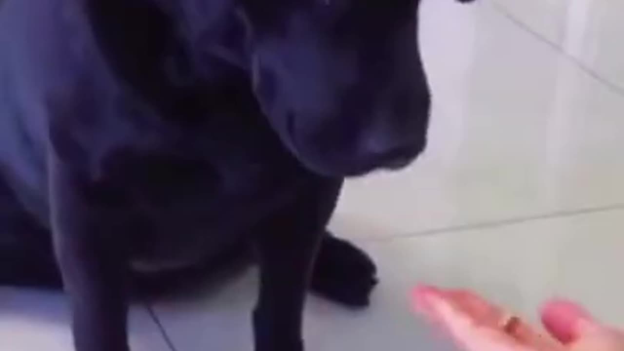 Funny Dogs At Home