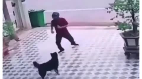 Funny Video "Dogs sensed his power level"