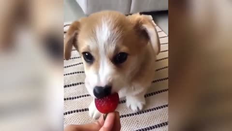 Funny and adorable dog compilation April 2020