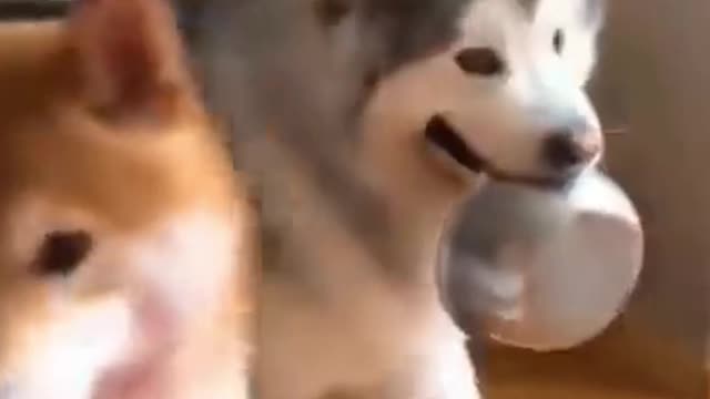 I want lunch