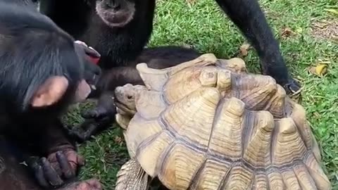 Monkey and tortoise funny | monkey and tortoise very funny eat 🐢