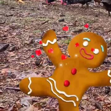 Chickens with Christmas music