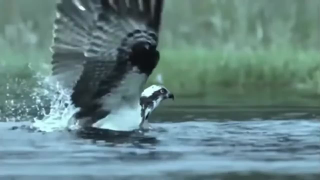 Strong Eagle Catches A Big Fish