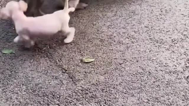 🐈🐶🐧The Untold Story of Funny Animals videos for 1 minute😚