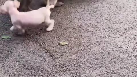 🐈🐶🐧The Untold Story of Funny Animals videos for 1 minute😚