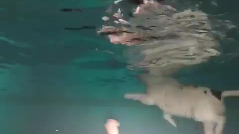 Underwater bulldog bellytickle